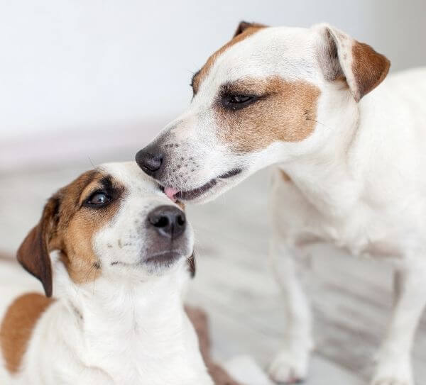 Clinica veterinaria en Barcelona (3) Clínica Veterinaria en Barcelona