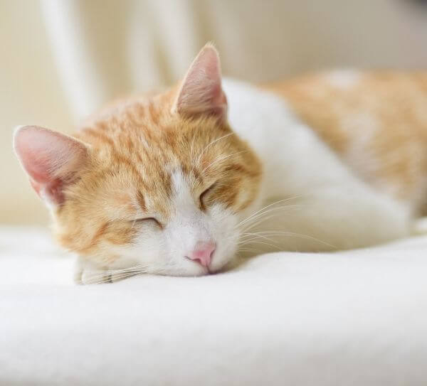 Clinica veterinaria en Barcelona (4) Clínica Veterinaria en Barcelona