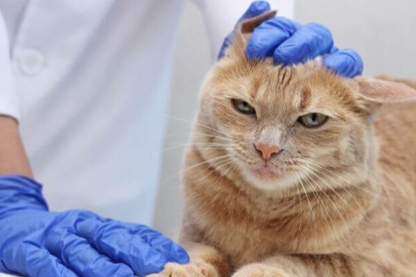 medicina interna medicina interna