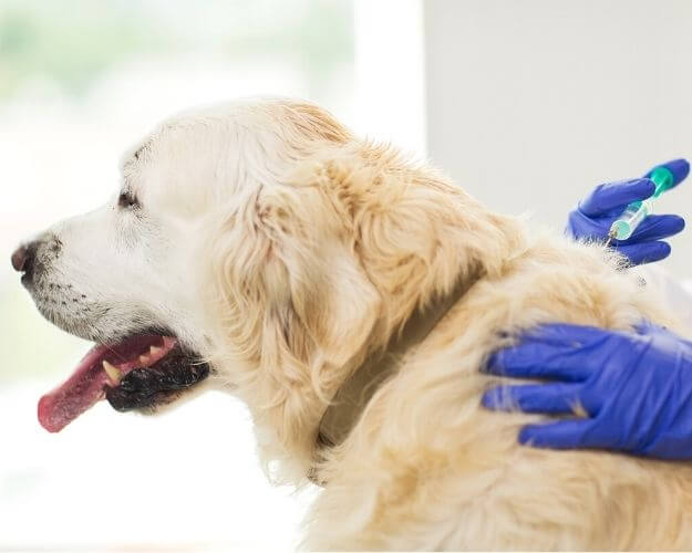 medicina preventiva medicina preventiva