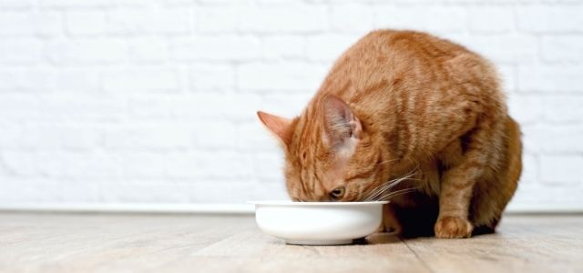 tienda (1) tienda (1)