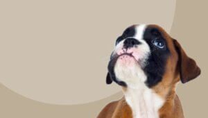 poner-microchip-veterinario-barcelona