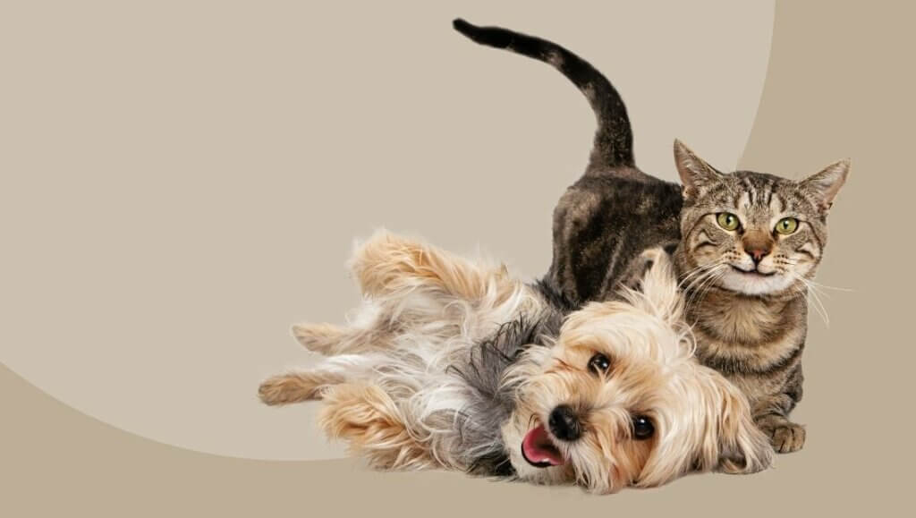 desparasitacion perros y gatos