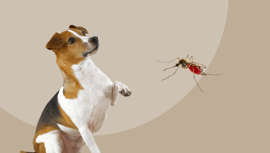 Detectar la leishmaniosis