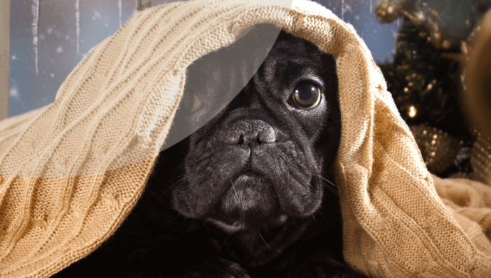 Posts veterinari del clinic (1) Veterinari del clinic imagen post blog