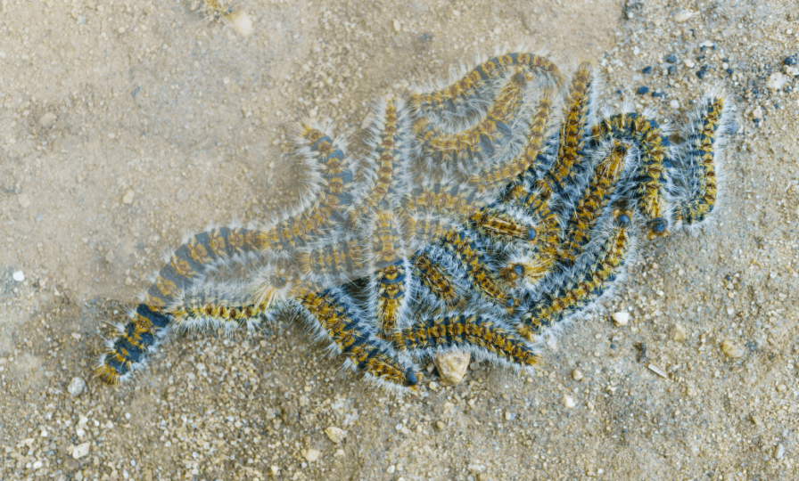 Post del blog de veterinari del clinic oruga procesionaria Post del blog de veterinari del clinic oruga procesionaria