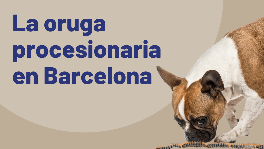 la oruga procesionaria en Barcelona post blog veterinary del clinic