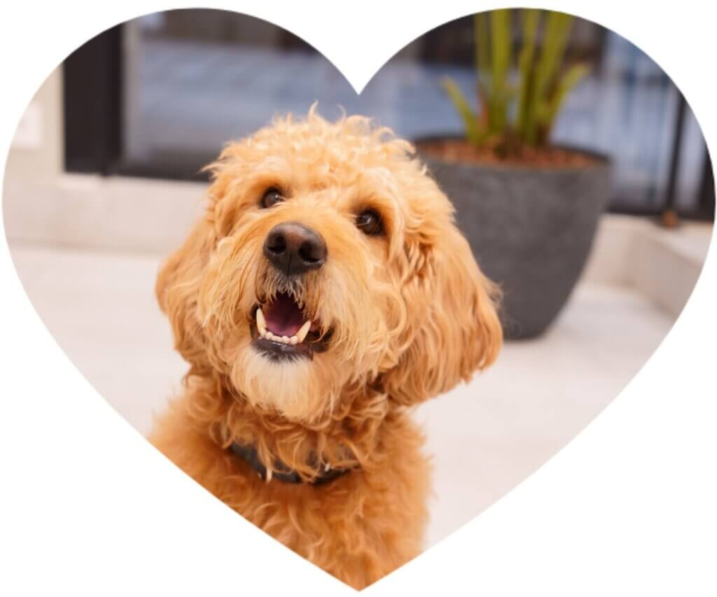 Sala-de-Espera-canina-sin-borde-ok