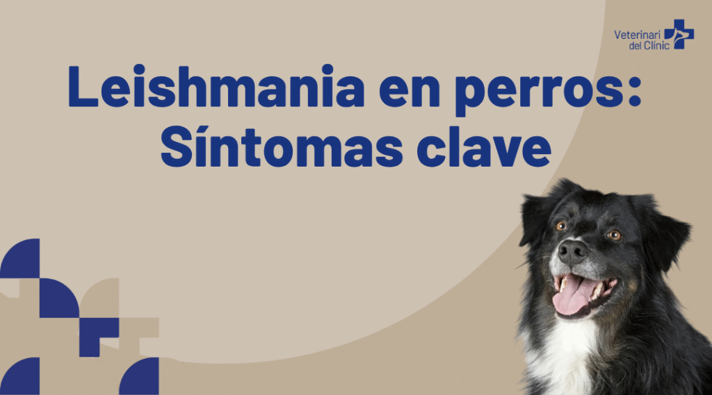 leishmania-en-perros-sintomas-piel-prevencion-ok1